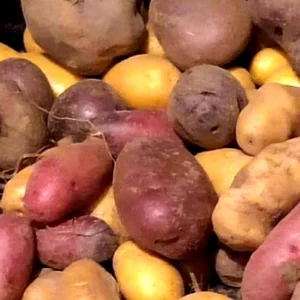 Organic Potato Seed Tubers Mix - Purple, Red, Yukon, Russet - 2 Pounds for Planting - Image 12