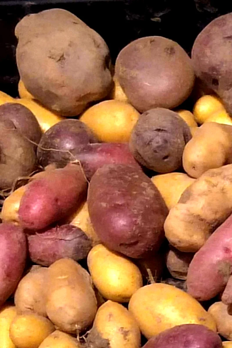 Organic Potato Seed Tubers Mix - Purple, Red, Yukon, Russet - 2 Pounds for Planting - Image 12