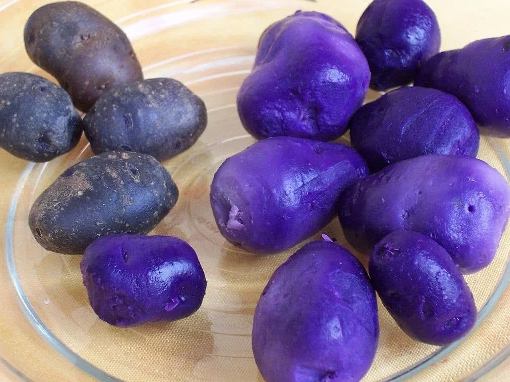 Organic Potato Seed Tubers Mix - Purple, Red, Yukon, Russet - 2 Pounds for Planting - Image 13