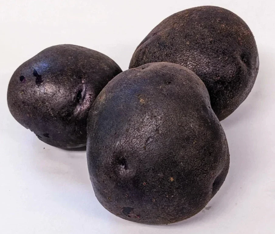 Organic Potato Seed Tubers Mix - Purple, Red, Yukon, Russet - 2 Pounds for Planting - Image 15