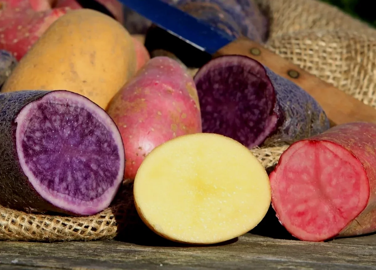 Organic Potato Seed Tubers Mix - Purple, Red, Yukon, Russet - 2 Pounds for Planting - Image 16