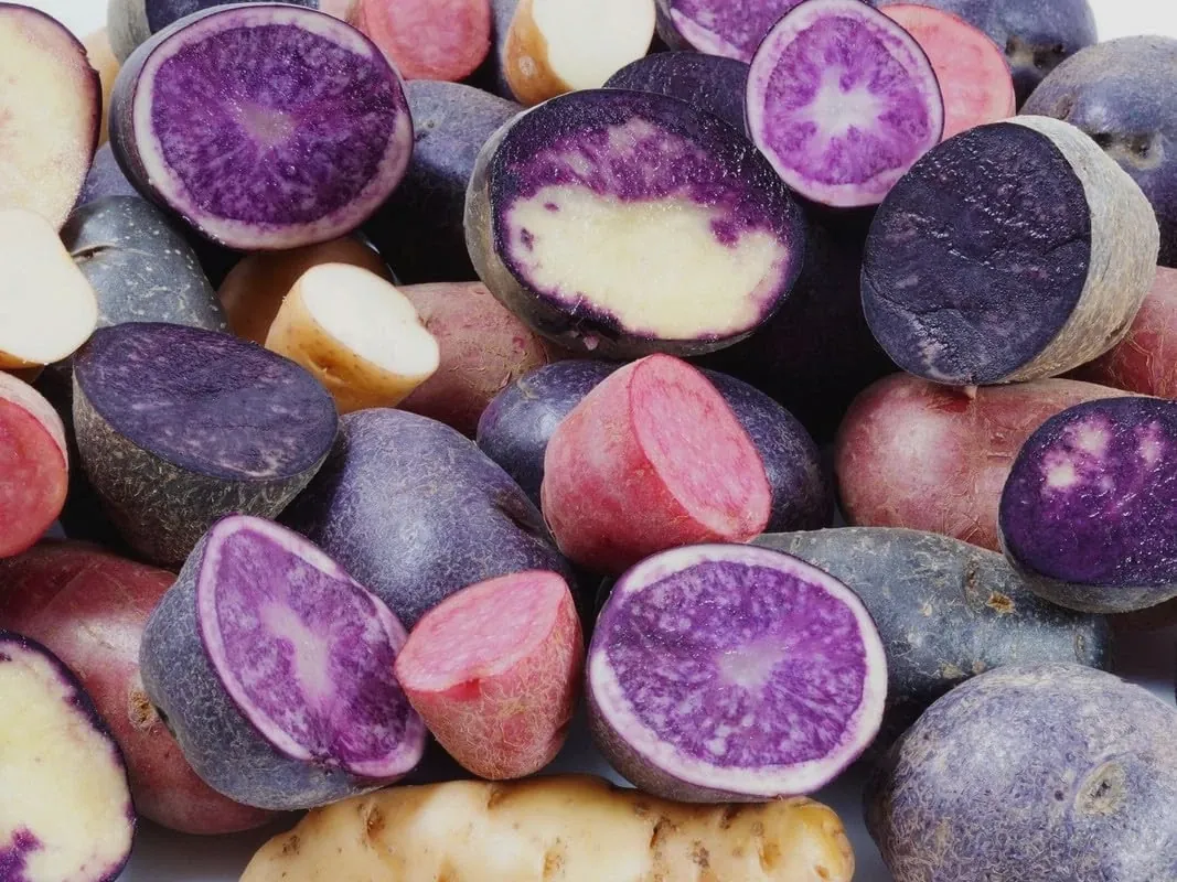 Organic Potato Seed Tubers Mix - Purple, Red, Yukon, Russet - 2 Pounds for Planting - Image 2