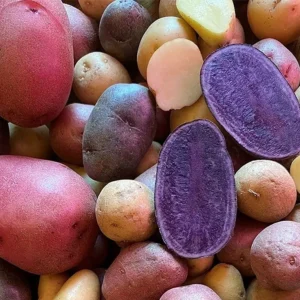 Organic Potato Seed Tubers Mix - Purple, Red, Yukon, Russet - 2 Pounds for Planting - Image 4