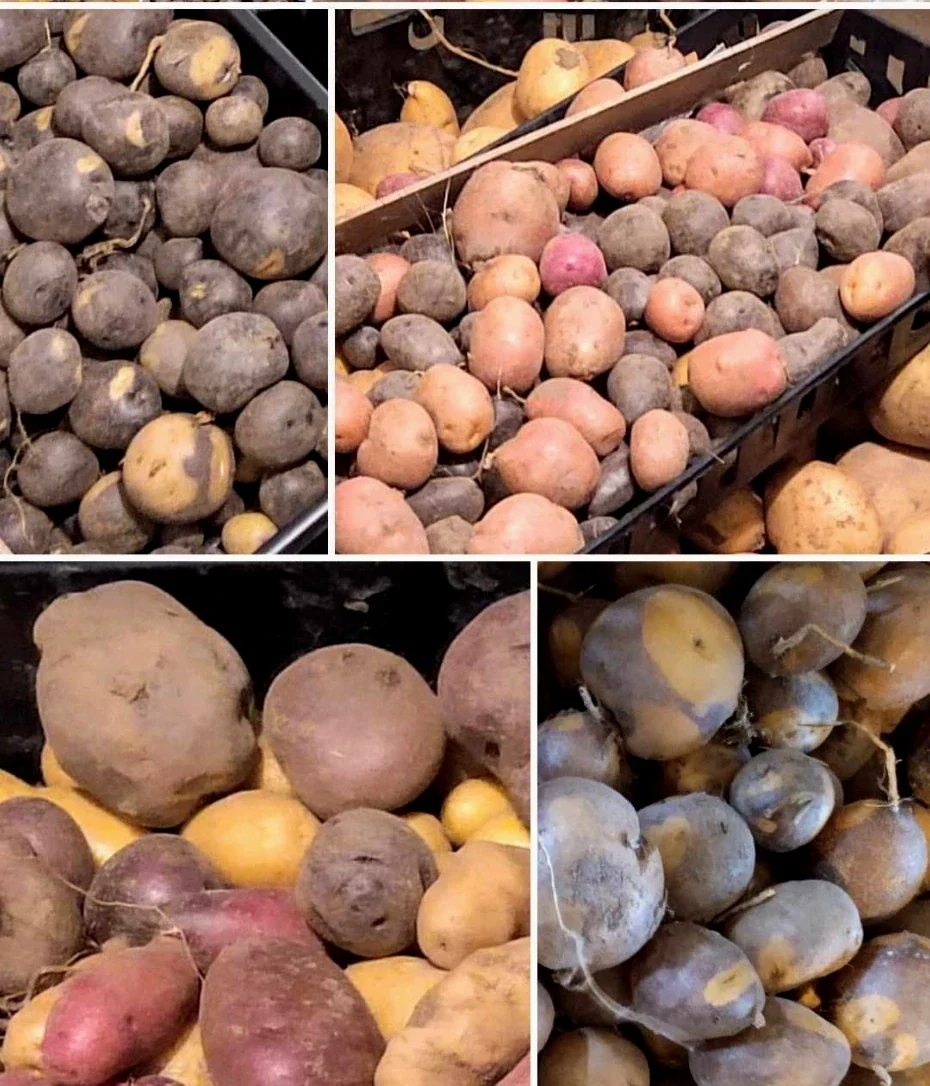 Organic Potato Seed Tubers Mix - Purple, Red, Yukon, Russet - 2 Pounds for Planting - Image 6