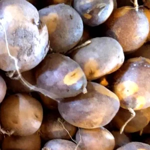 Organic Potato Seed Tubers Mix - Purple, Red, Yukon, Russet - 2 Pounds for Planting - Image 7