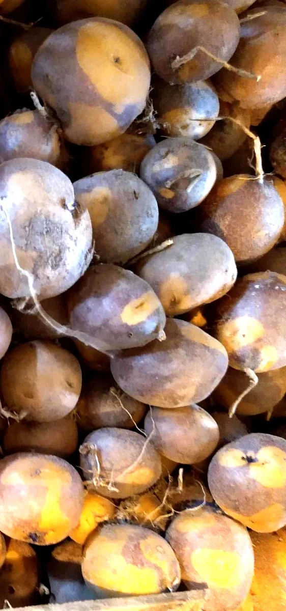 Organic Potato Seed Tubers Mix - Purple, Red, Yukon, Russet - 2 Pounds for Planting - Image 7