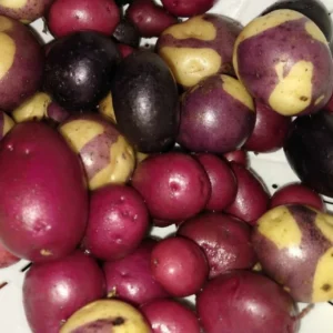 Organic Potato Seed Tubers Mix - Purple, Red, Yukon, Russet - 2 Pounds for Planting - Image 8
