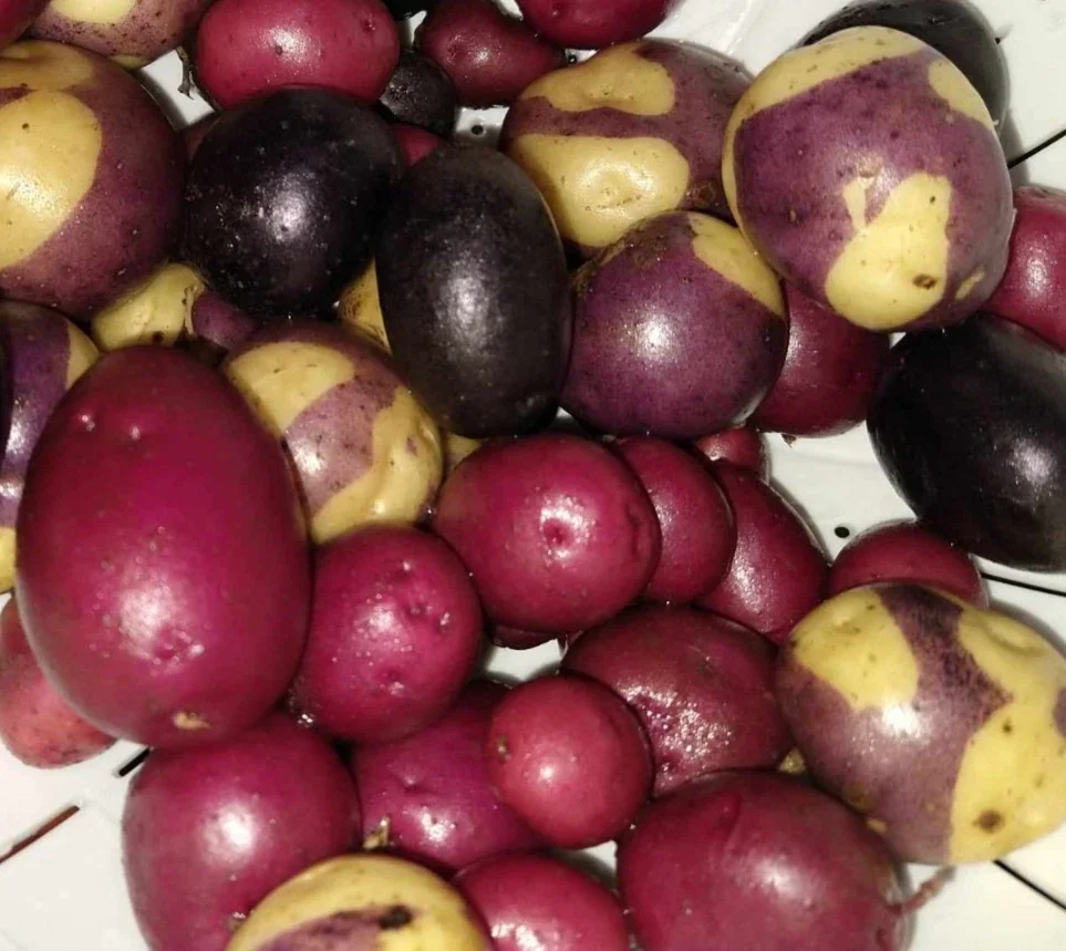 Organic Potato Seed Tubers Mix - Purple, Red, Yukon, Russet - 2 Pounds for Planting - Image 8