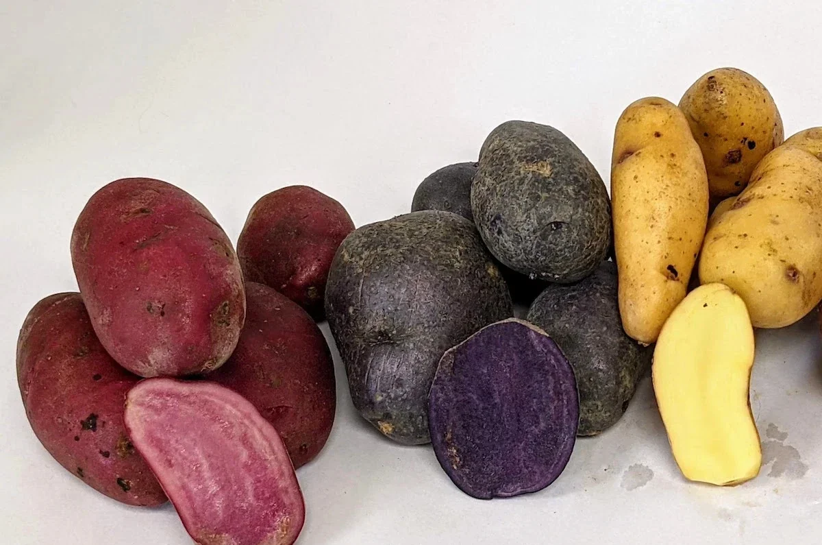 Organic Potato Seed Tubers Mix - Purple, Red, Yukon, Russet - 2 Pounds for Planting - Image 9