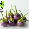 Organic Purple Eggplant Seeds - Solanum Melongena for Home Garden - Image 1