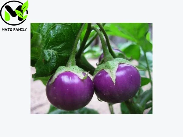 Organic Purple Eggplant Seeds - Solanum Melongena for Home Garden - Image 3