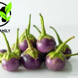 Organic Purple Eggplant Seeds - Solanum Melongena for Home Garden - Image 1
