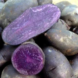 Organic Purple Seed Potatoes - 1 Pound Rare Tubers for Planting - Edible Solanum - Image 3