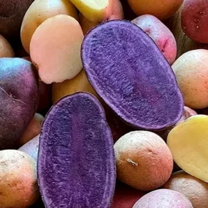 Organic Purple Seed Potatoes - 1 Pound Rare Tubers for Planting - Edible Solanum - Image 4