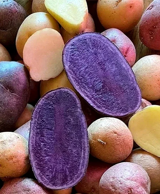 Organic Purple Seed Potatoes - 1 Pound Rare Tubers for Planting - Edible Solanum - Image 4