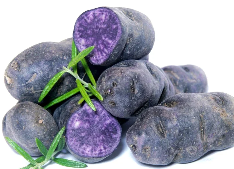 Organic Purple Seed Potatoes - 1 Pound Rare Tubers for Planting - Edible Solanum - Image 5