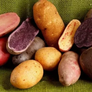 Organic Purple Seed Potatoes - 1 Pound Rare Tubers for Planting - Edible Solanum - Image 6