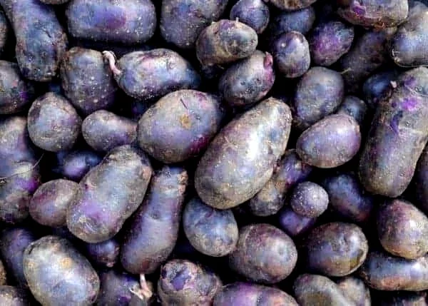 Organic Purple Seed Potatoes - 1 Pound Rare Tubers for Planting - Edible Solanum - Image 7