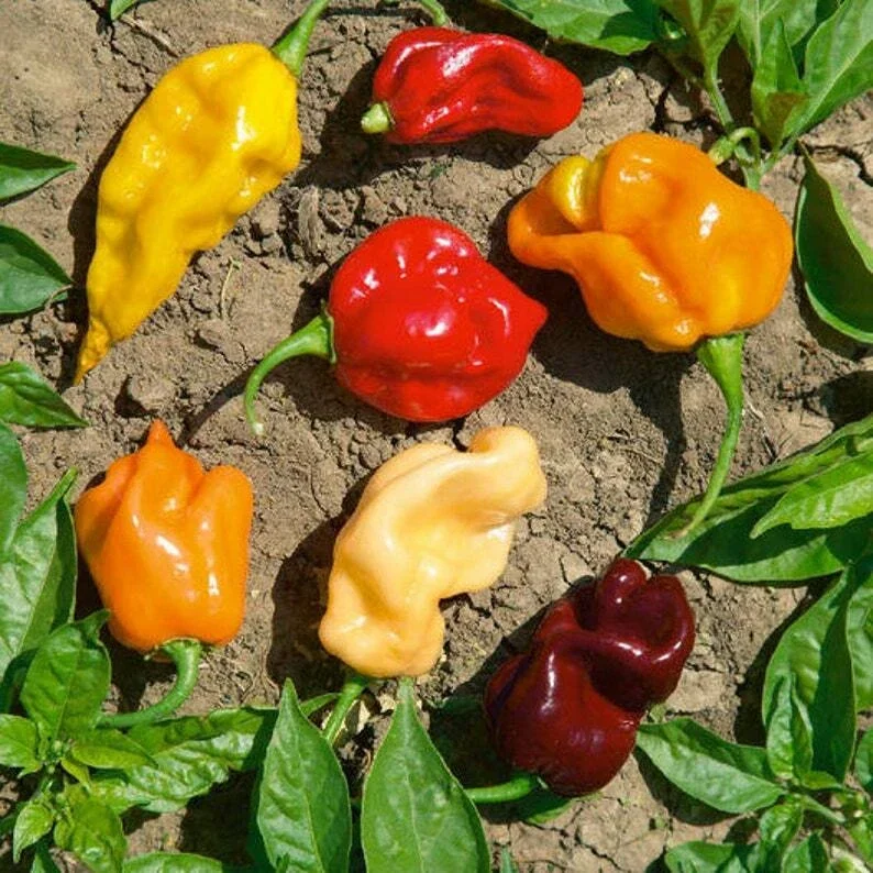 Organic Rainbow Beefsteak Tomato & Habanero Hot Pepper Seeds - Non-GMO Annual - Image 15
