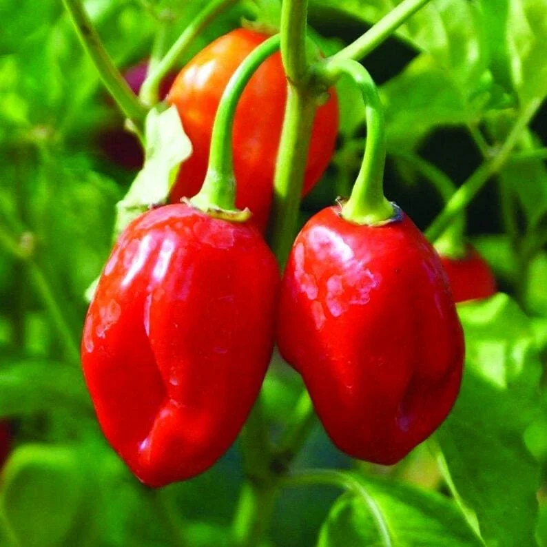 Organic Rainbow Beefsteak Tomato & Habanero Hot Pepper Seeds - Non-GMO Annual - Image 16