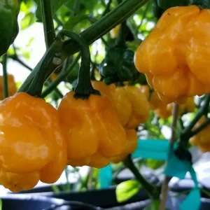 Organic Rainbow Beefsteak Tomato & Habanero Hot Pepper Seeds - Non-GMO Annual - Image 6