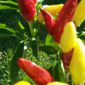 Organic Rainbow Beefsteak Tomato & Habanero Hot Pepper Seeds - Non-GMO Annual - Image 9