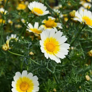 Organic Rau Tan O Vegetable Seeds - Edible Chrysanthemum Seeds - 500+ Count - Outdoor - Image 2