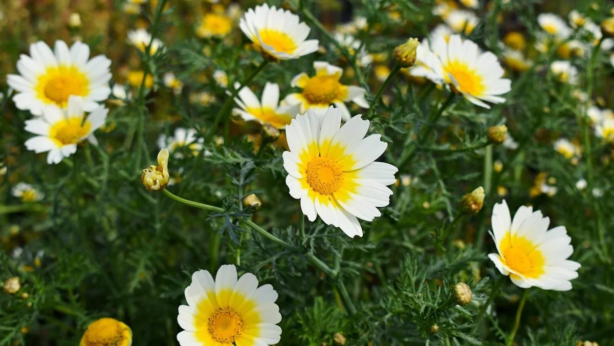 Organic Rau Tan O Vegetable Seeds - Edible Chrysanthemum Seeds - 500+ Count - Outdoor - Image 2