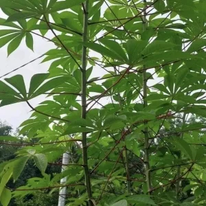 Organic Red Cassava Yuca Cuttings - Manihot Esculenta - 5 Live Cuttings - Sub-Tropical & Tropical - Image 2