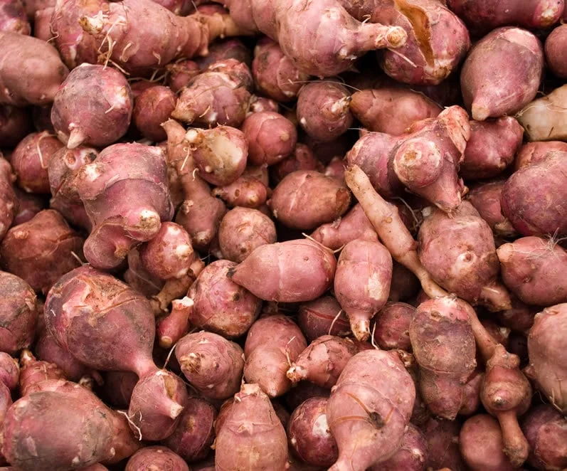 Organic Red Jerusalem Artichoke Tubers - Fuseau Variety - Winter Hardy - Image 1