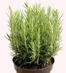Organic Rosemary Live Plant 5-8 Inch – Potted Culinary Herb for Indoor/Outdoor - Image 2