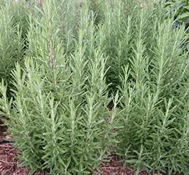 Organic Rosemary Live Plant 5-8 Inch – Potted Culinary Herb for Indoor/Outdoor - Image 3