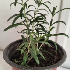 Organic Rosemary Live Plant 5-8 Inch – Potted Culinary Herb for Indoor/Outdoor - Image 4