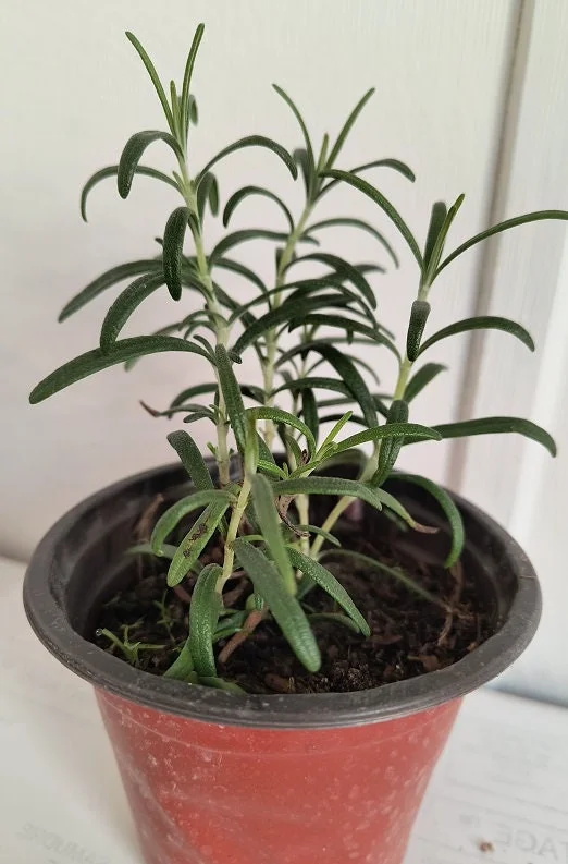 Organic Rosemary Live Plant 5-8 Inch – Potted Culinary Herb for Indoor/Outdoor - Image 4