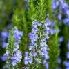 Organic Rosemary Live Plant 5-8 Inch – Potted Culinary Herb for Indoor/Outdoor - Image 1