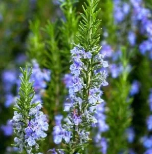 Organic Rosemary Live Plant 5-8 Inch – Potted Culinary Herb for Indoor/Outdoor - Image 1