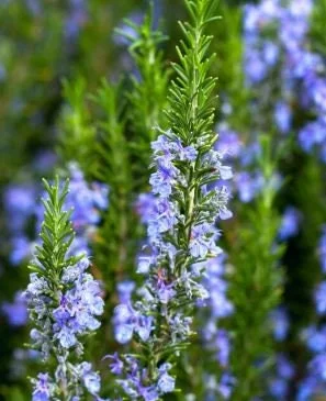 Organic Rosemary Live Plant 5-8 Inch – Potted Culinary Herb for Indoor/Outdoor - Image 1