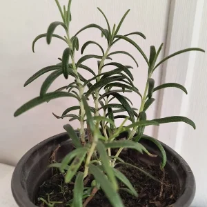 Organic Rosemary Live Plant 5-8 Inch – Potted Culinary Herb for Indoor/Outdoor - Image 5