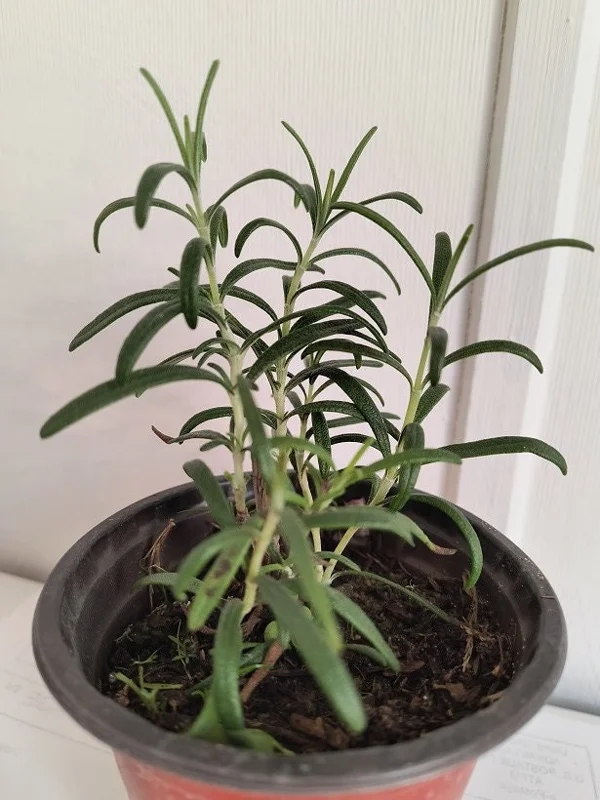 Organic Rosemary Live Plant 5-8 Inch – Potted Culinary Herb for Indoor/Outdoor - Image 5