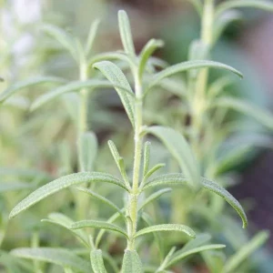 Organic Rosemary Live Plant - Well-Rooted Plug - Fragrant Herb for Culinary & Garden - Image 10