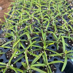 Organic Rosemary Live Plant - Well-Rooted Plug - Fragrant Herb for Culinary & Garden - Image 6