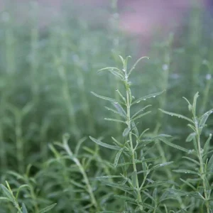 Organic Rosemary Live Plant - Well-Rooted Plug - Fragrant Herb for Culinary & Garden - Image 8