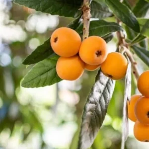 Organic Shambola Loquat Live Plant - Tropical Fruit Tree - Half Gallon Pot - Image 2