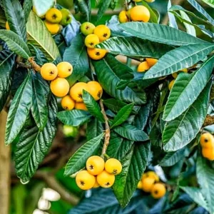 Organic Shambola Loquat Live Plant - Tropical Fruit Tree - Half Gallon Pot - Image 3