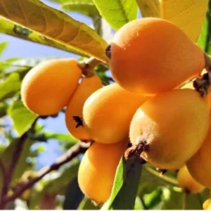 Organic Shambola Loquat Live Plant - Tropical Fruit Tree - Half Gallon Pot - Image 4