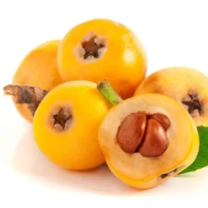 Organic Shambola Loquat Live Plant - Tropical Fruit Tree - Half Gallon Pot - Image 1