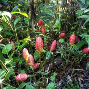 Organic Shampoo Ginger Live Plant – 4 to 6 inches Tall – Tropical Indoor/Outdoor - Image 2
