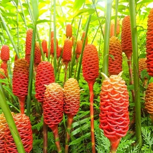 Organic Shampoo Ginger Live Plant – 4 to 6 inches Tall – Tropical Indoor/Outdoor - Image 3