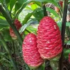 Organic Shampoo Ginger Live Plant – 4 to 6 inches Tall – Tropical Indoor/Outdoor - Image 1