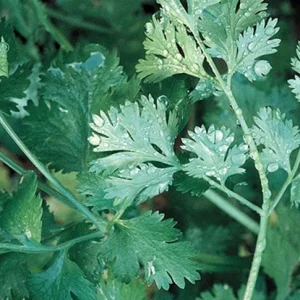 Organic Slow Bolt Cilantro Seeds - Non-GMO Herb Garden Seeds, 1 lb (Approx. 32,000 Seeds) - Image 2